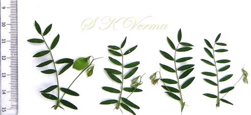  Leaves